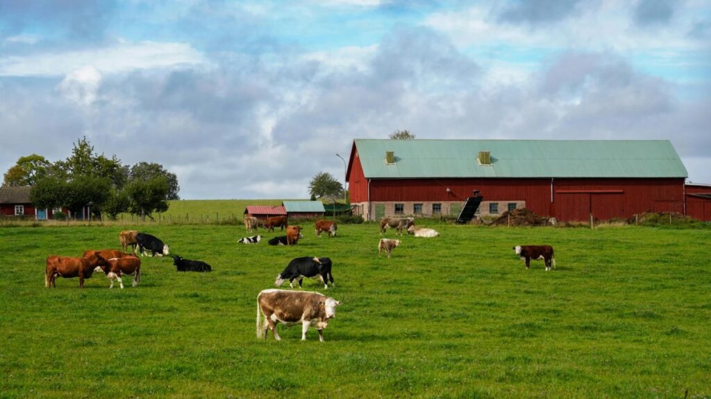 Explotación ganadera en entorno rural que requiere suministro térmico de GLP para climatización y bioseguridad